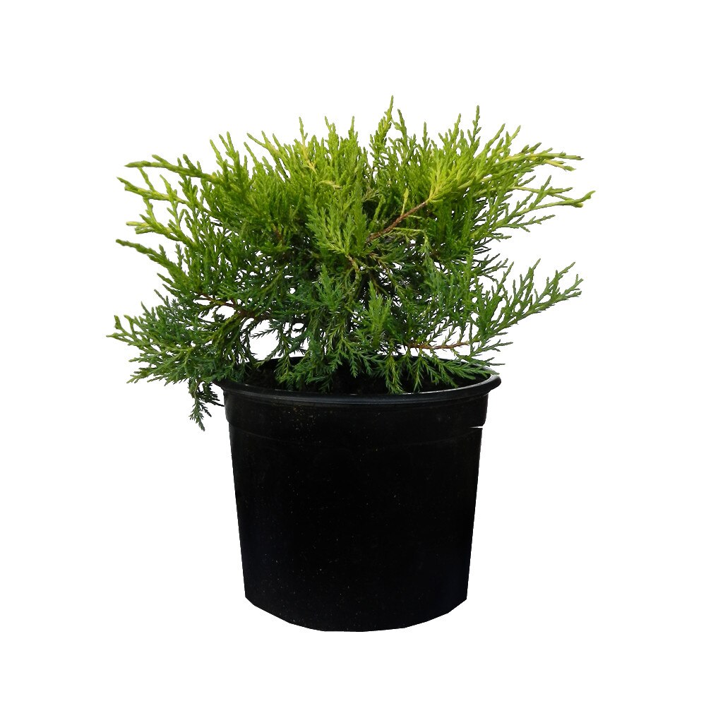 Ienupăr Old Gold - C. 5L | 40-50 cm / (Juniperus x media Old Gold)