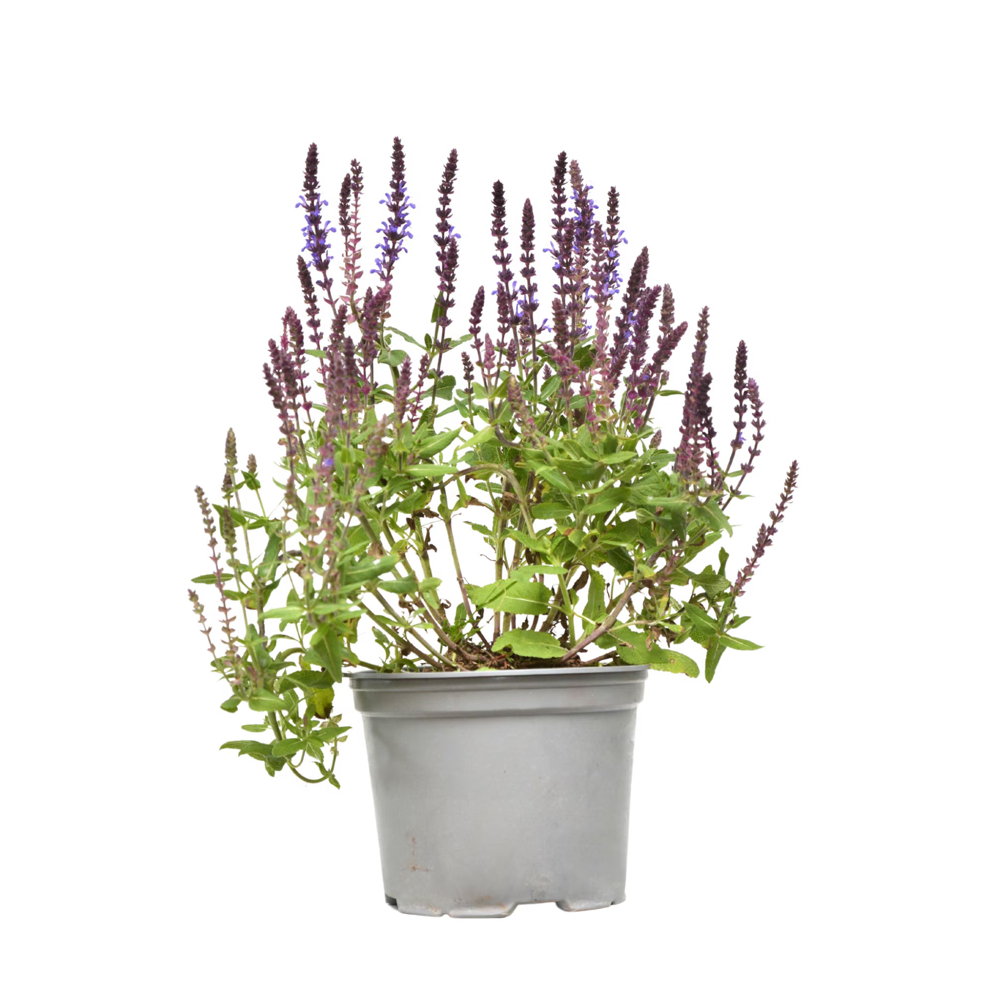 Salvie de pădure - C. 2L / (Salvia nemorosa)