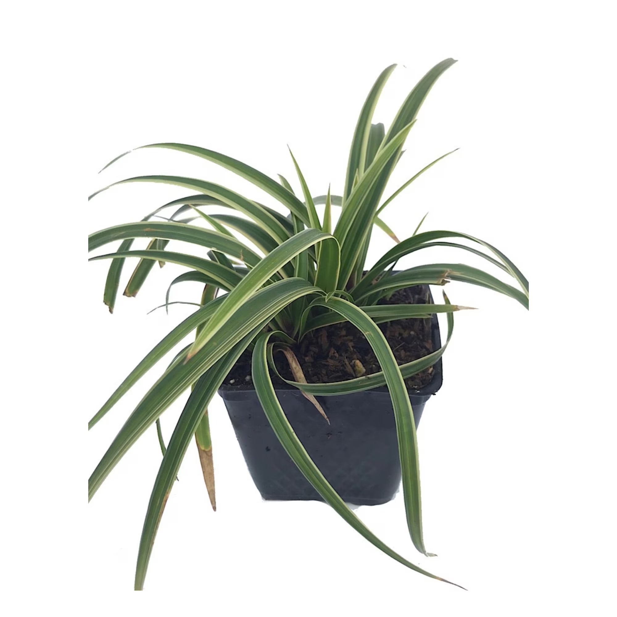 Iarbă ornamentală Ice Dance - C. 2L / (Carex morrowii Ice Dance)