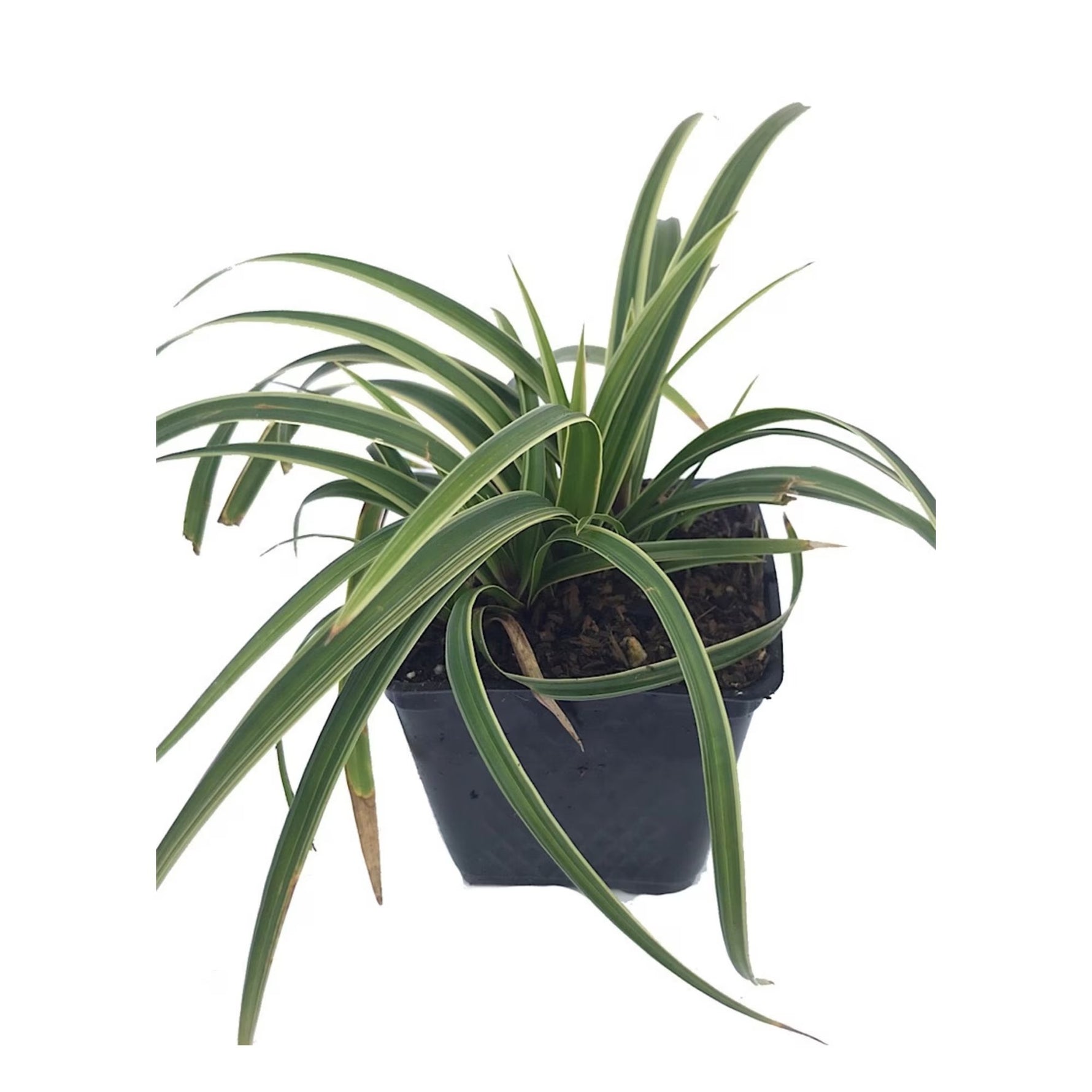 Iarbă ornamentală Ice Dance - C. 2L / (Carex morrowii Ice Dance)