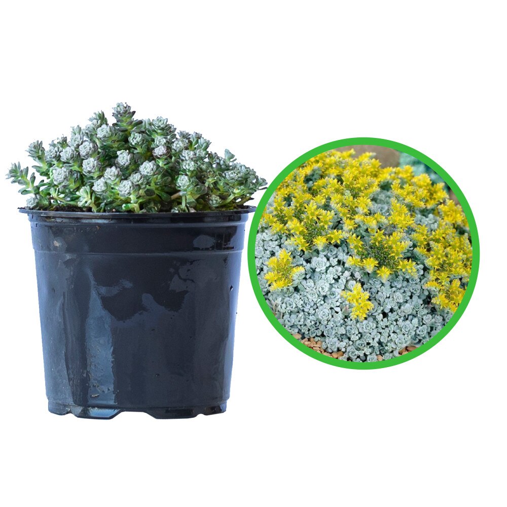 Iarbă grasă - C. 2L / (Sedum)