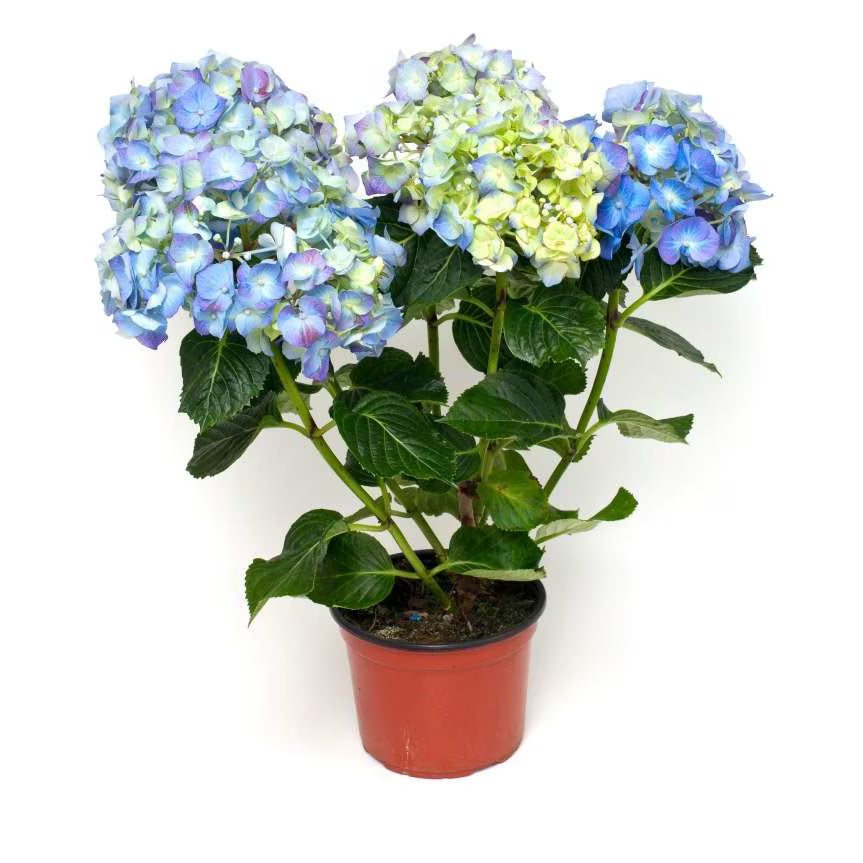 Hortensie macrophylla - 60 cm | C. 10L / (Hydrangea macrophylla)