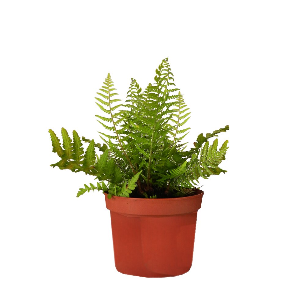 Ferigă comună - C. 2L / (Dryopteris filix-mas)