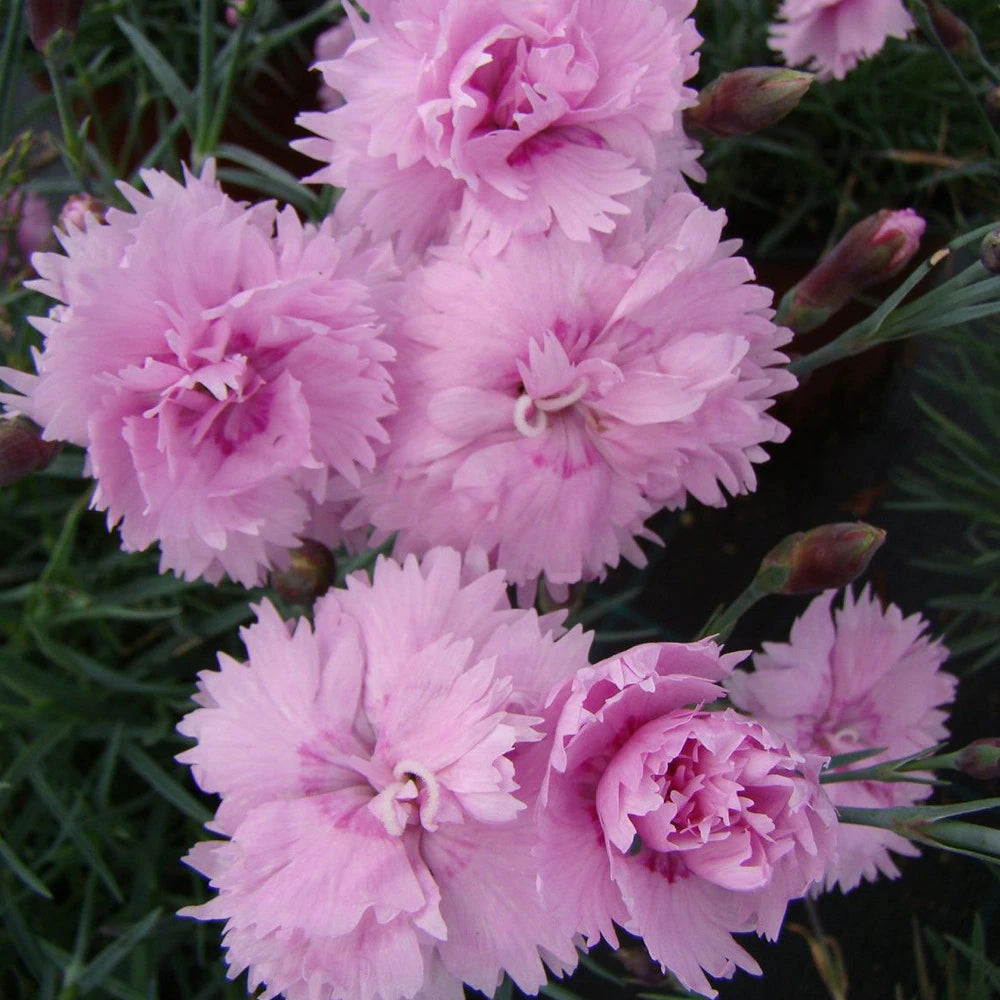 Garoafă - C. 2L / (Dianthus plumarius)