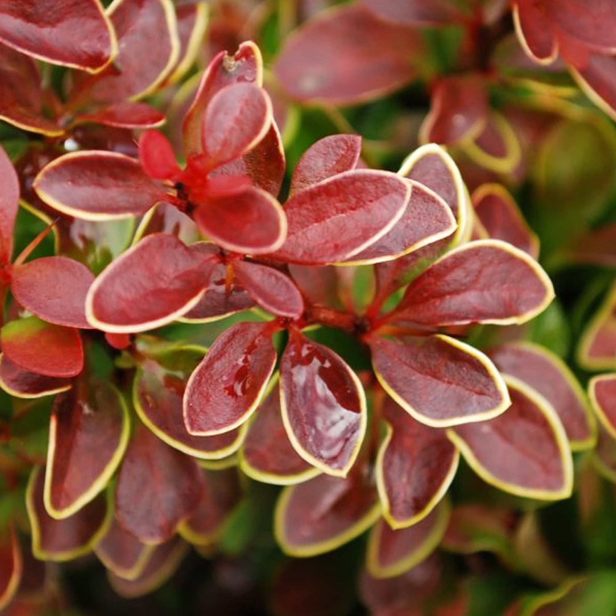 Drăcilă japoneză  / (Berberis thunbergii)