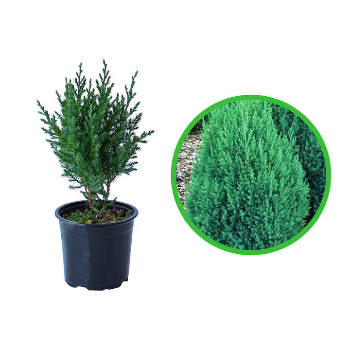 Ienupăr chinezesc Stricta - C. 2L | 50 cm / (Juniperus chinensis Stricta)