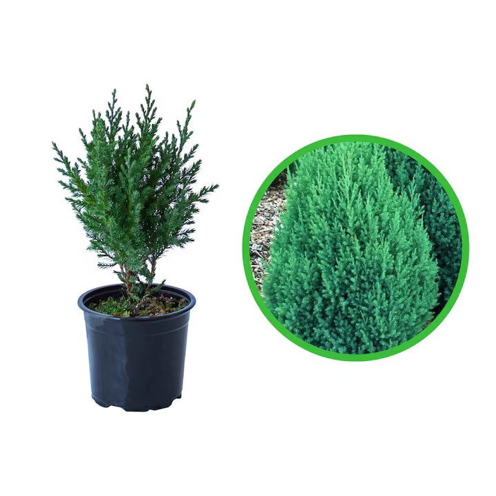 Ienupăr chinezesc Stricta - C. 2L | 50 cm / (Juniperus chinensis Stricta)