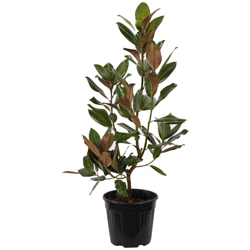 Magnolia cu flori mari - 250-300 cm / (Magnolia grandiflora)