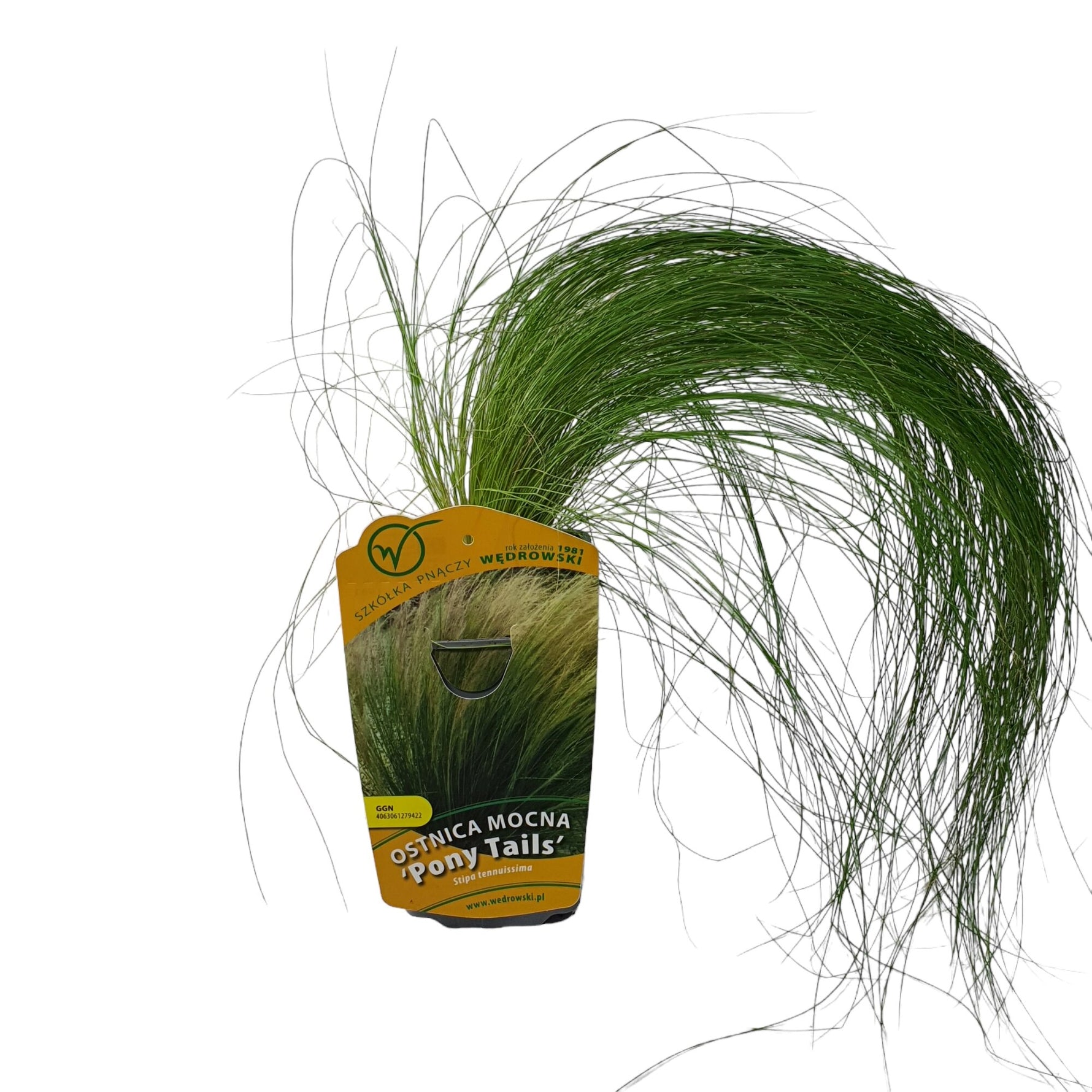 Iarbă de păr Pony Tails - C. 2L / (Stipa tenuissima Pony Tails)