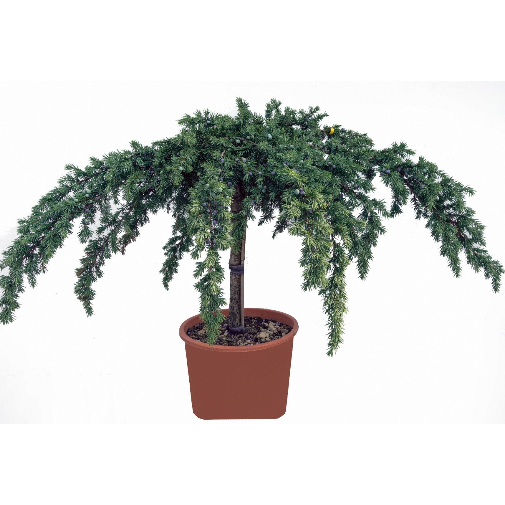 Ienupăr Nana - C. 2L / (Juniperus procumbens Nana)