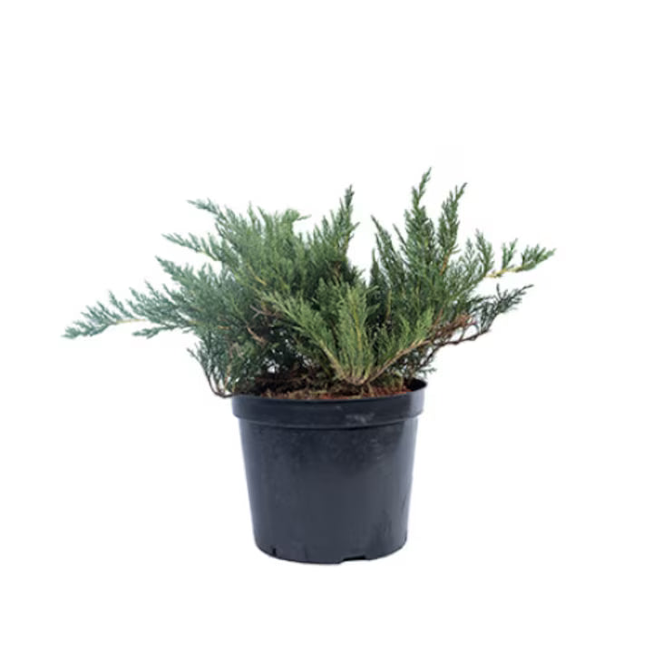 Ienupăr Tamariscifolia - C. 3L | 25-30 cm / (Juniperus sabina Tamariscifolia)