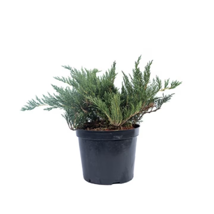 Ienupăr Tamariscifolia - C. 3L | 25-30 cm / (Juniperus sabina Tamariscifolia)