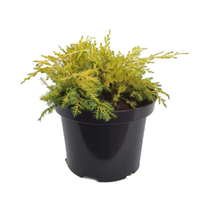 Ienupăr Compacta - C. 2L | 40-60 cm / (Juniperus x media Pfitzeriana Compacta)