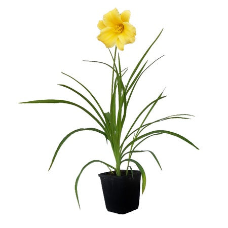 Crin de o zi Stella d'Oro - C. 2L / (Hemerocallis Stella d'Oro)