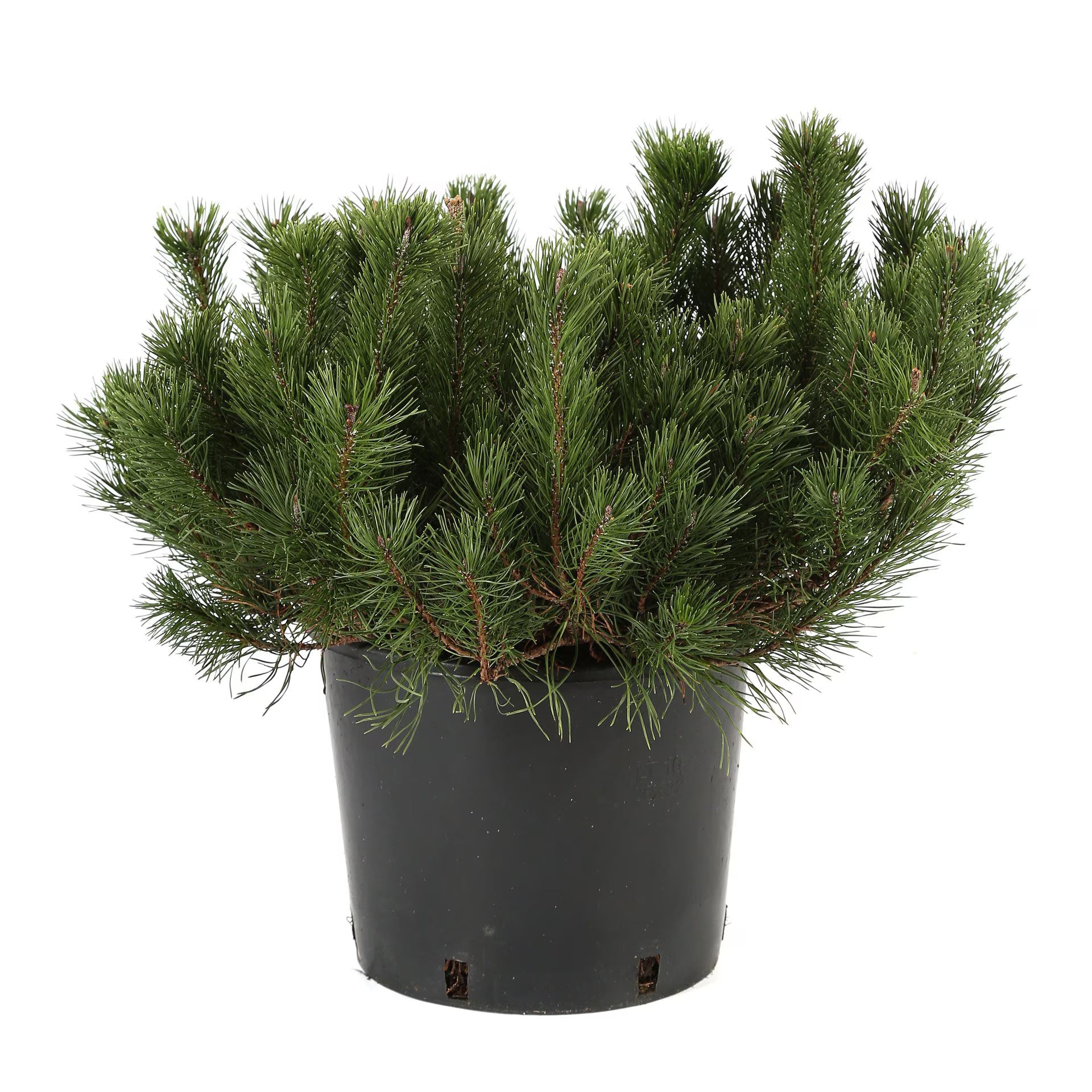 Pin Liliput pe tulpină - stem | 40 cm / (Pinus mugo Liliput)