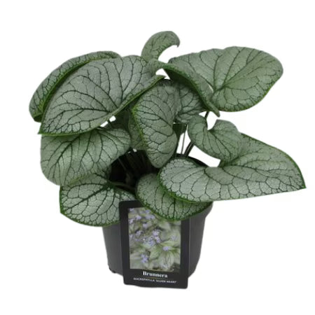 Nu-mă-uita perenă / (Brunnera macrophylla)