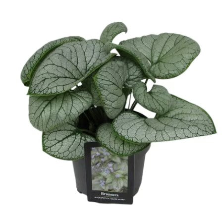 Nu-mă-uita perenă / (Brunnera macrophylla)