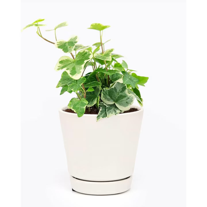 Iederă comună - C. 2L | 80-100 cm / (Hedera helix)