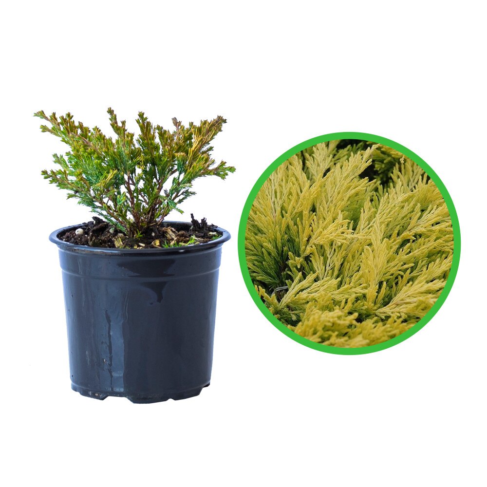 Ienupăr orizontal Limeglow - C. 5L | 50-60 cm / (Juniperus horizontalis Limeglow)