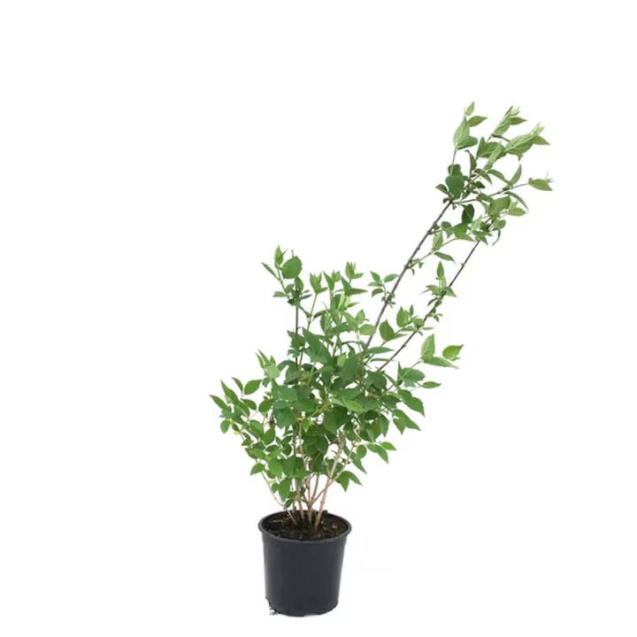 Iasomie de grădină - C. 3L | 30-40 cm / (Philadelphus coronarius)
