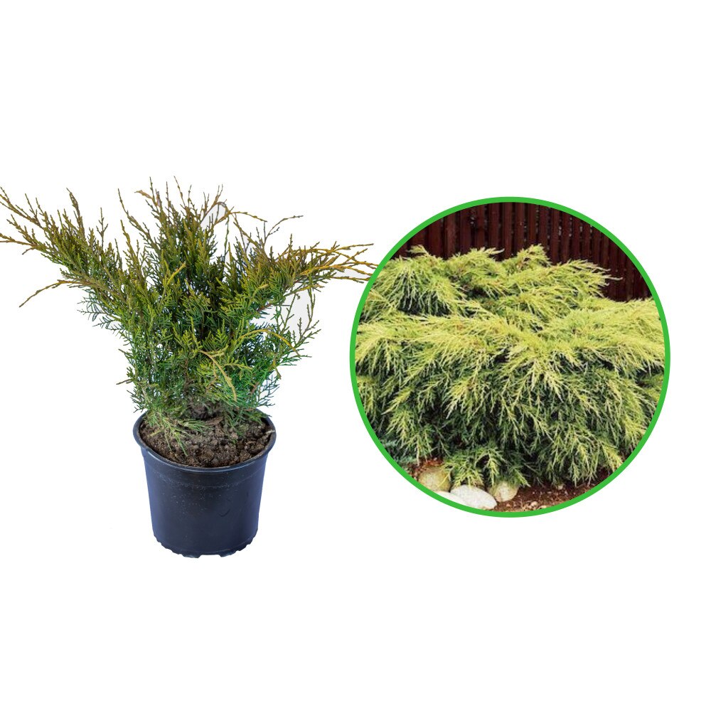 Ienupăr Pfitzeriana Aurea - C. 2L | 20 cm / (Juniperus x media Pfitzeriana Aurea)