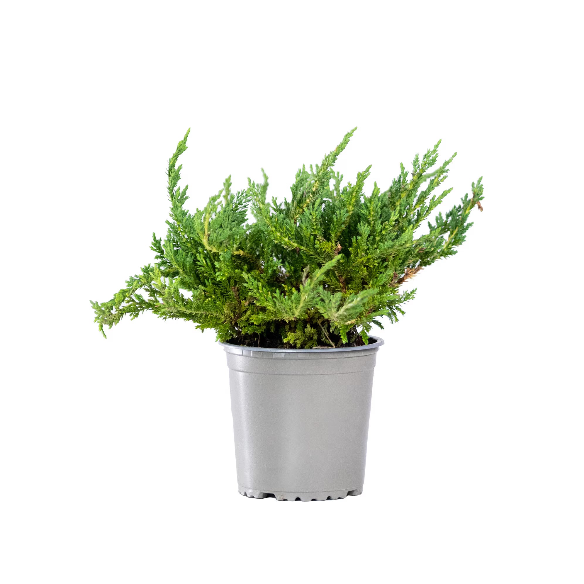 Ienupăr târâtor Repanda - C. 2L | 20-25 cm / (Juniperus communis Repanda)