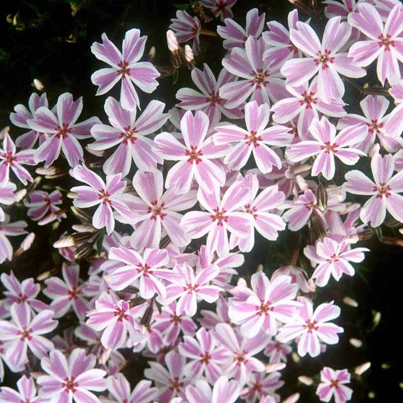 Flox de grădină Candy Stripes - C. 2L / (Phlox subulata Candy Stripes)