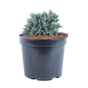 Ienupăr Blue Carpet - C. 2L | 25-30 cm / (Juniperus squamata Blue Carpet)