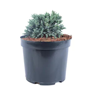 Ienupăr Blue Carpet - C. 2L | 25-30 cm / (Juniperus squamata Blue Carpet)