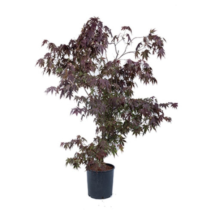 Arțar japonez Bloodgood / (Acer palmatum Bloodgood)