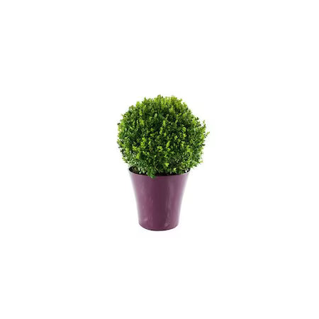 Cimișir globular - 25-30 cm | C. 2L / (Buxus globe)