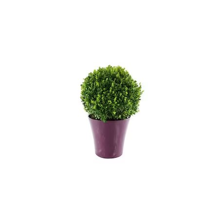 Cimișir globular - 25-30 cm | C. 2L / (Buxus globe)