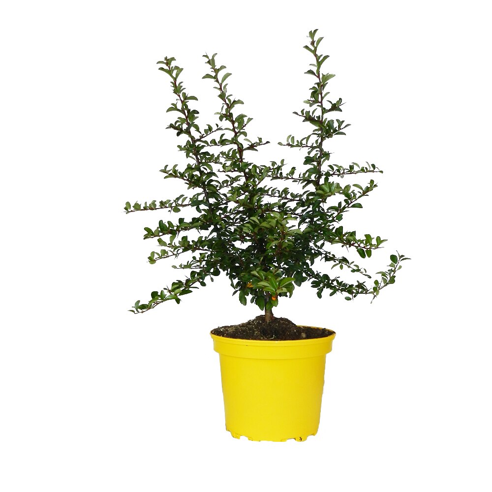 Piracanta Teton - 60 cm / (Pyracantha coccinea Teton)