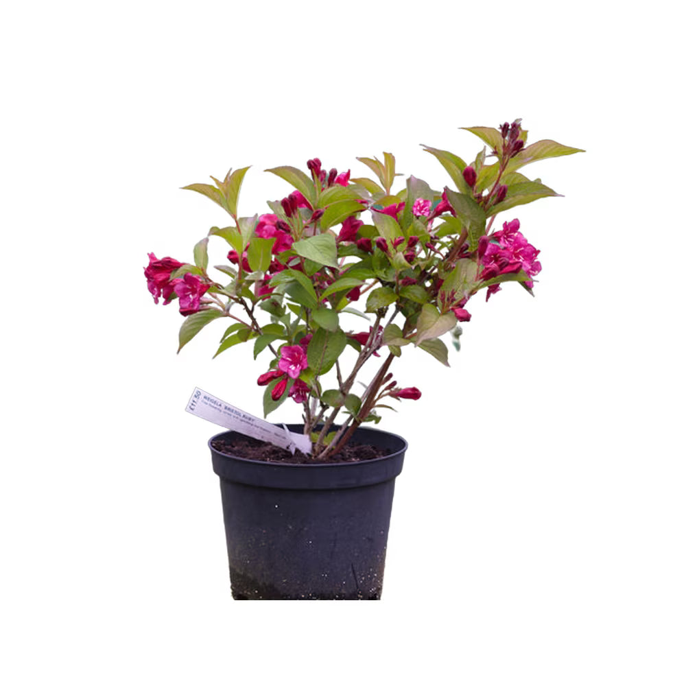 Weigela Bristol Ruby - C. 2L | 60-80 cm / (Weigela florida Bristol Ruby)