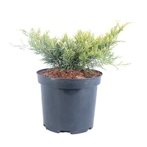 Ienupăr Glauca - C. 2L | 40-60 cm / (Juniperus x media Pfitzeriana Glauca)