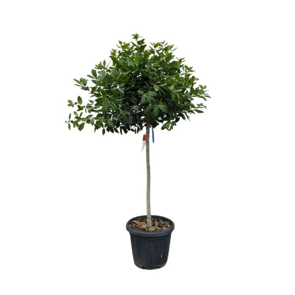 Ilex Nellie R. Stevens - C. 30 PIRAMIDAL / (Ilex Nellie R. Stevens)