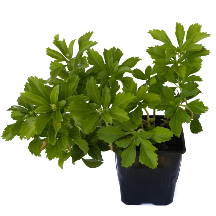 Pachysandra - C. 2L / (Pachysandra terminalis)