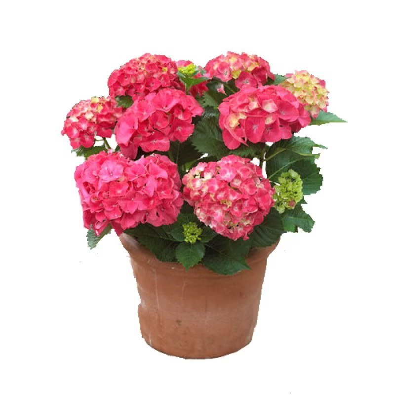 Hortensie Red Angel - C. 5L | 30-35 cm / (Hydrangea macrophylla Red Angel)