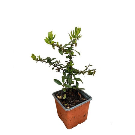 Piracanta Golden Paradise - 60 cm / (Pyracantha coccinea Golden Paradise)