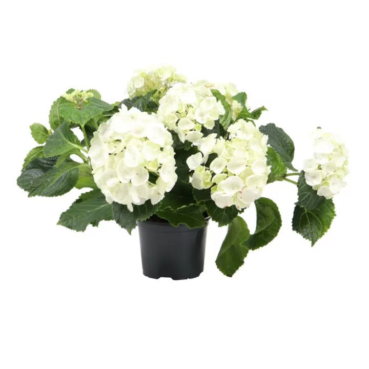 Hortensie paniculată Grandiflora - C. 3L | 30-40 cm / (Hydrangea paniculata Grandiflora)