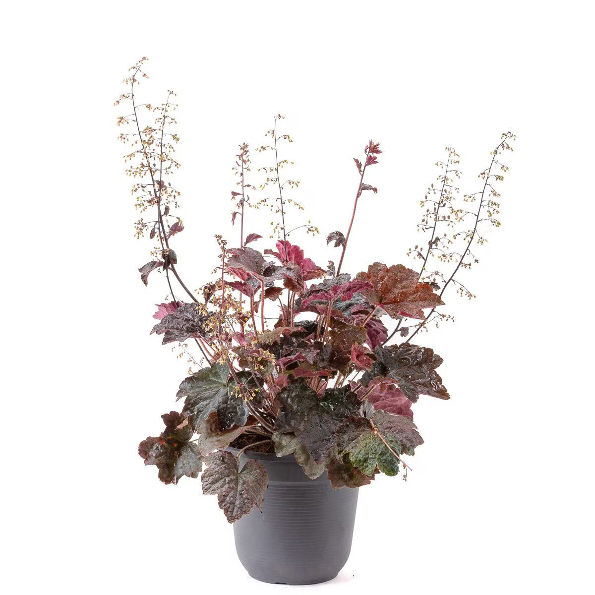 Heuchera - C. 2L / (Heuchera)