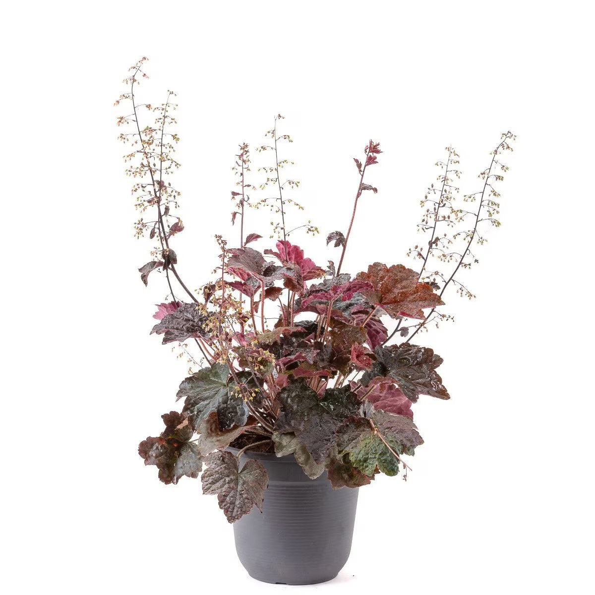Heuchera - C. 2L / (Heuchera)