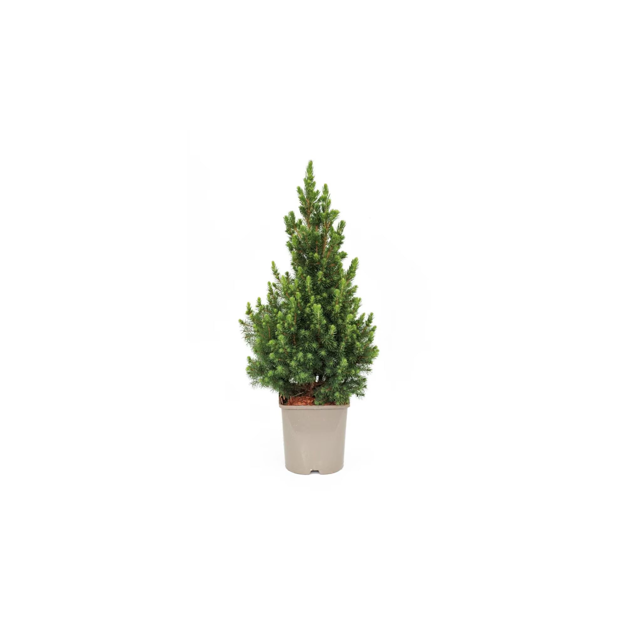 Brad canadian Conica - C. 5L | 90 cm / (Picea glauca Conica)