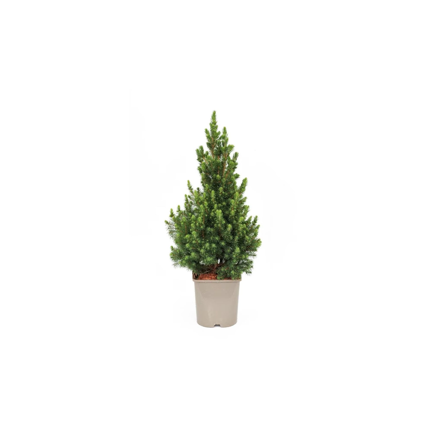 Brad canadian Conica - C. 5L | 90 cm / (Picea glauca Conica)