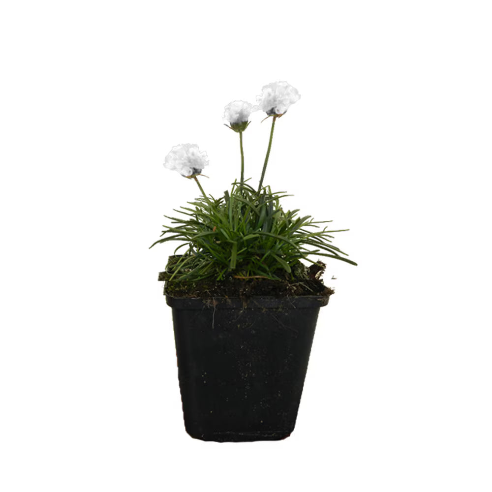 Garoafa de mare - C. 2L / (Armeria maritima)
