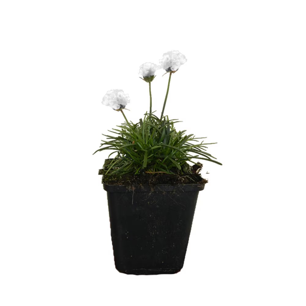 Garoafa de mare - C. 2L / (Armeria maritima)