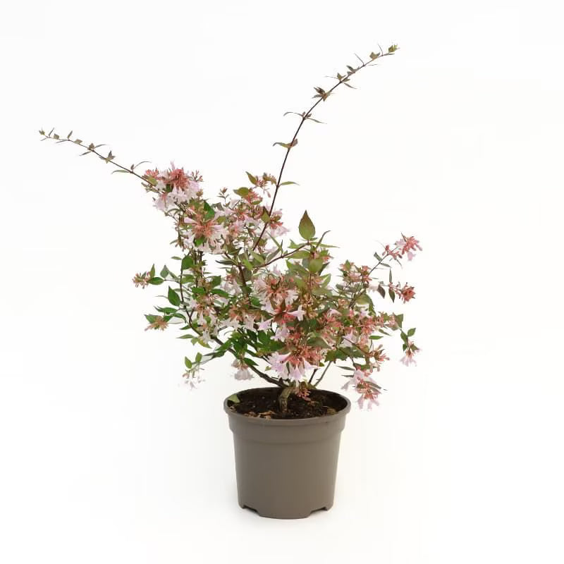 Abelia Kaleidoscope / (Abelia x grandiflora Kaleidoscope)