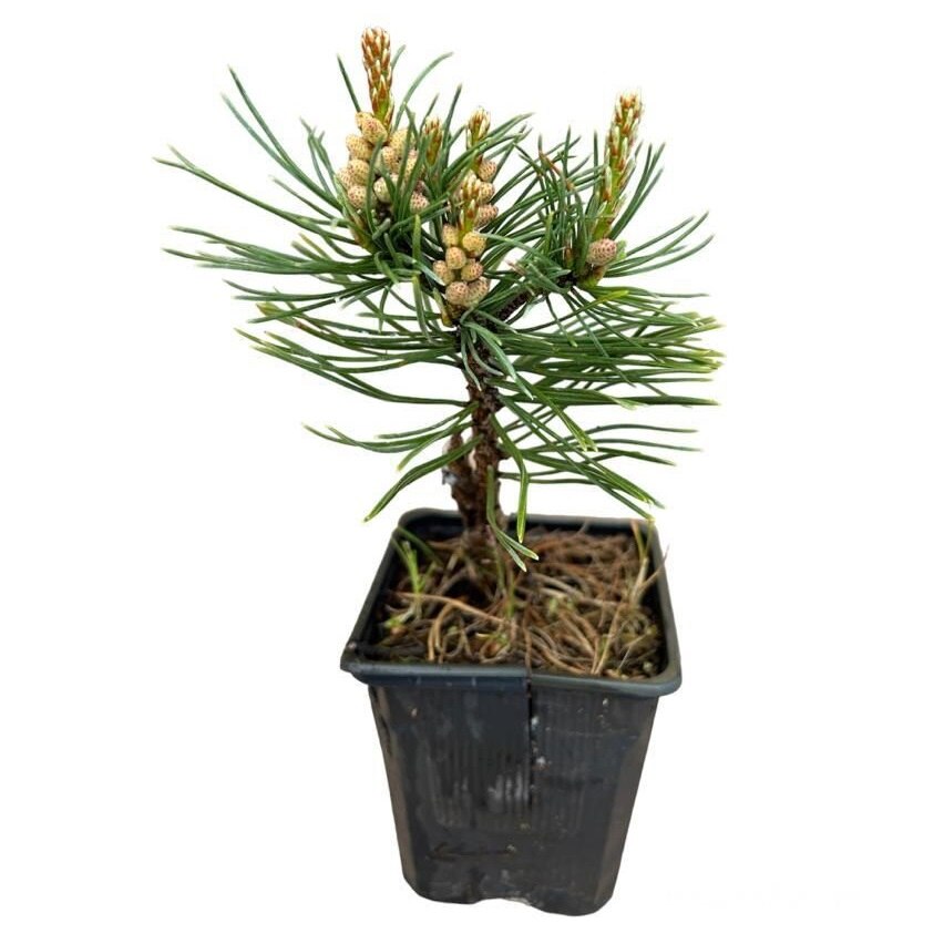 Pin Ophir pe tulpină - STEM | 40 cm / (Pinus mugo Ophir)