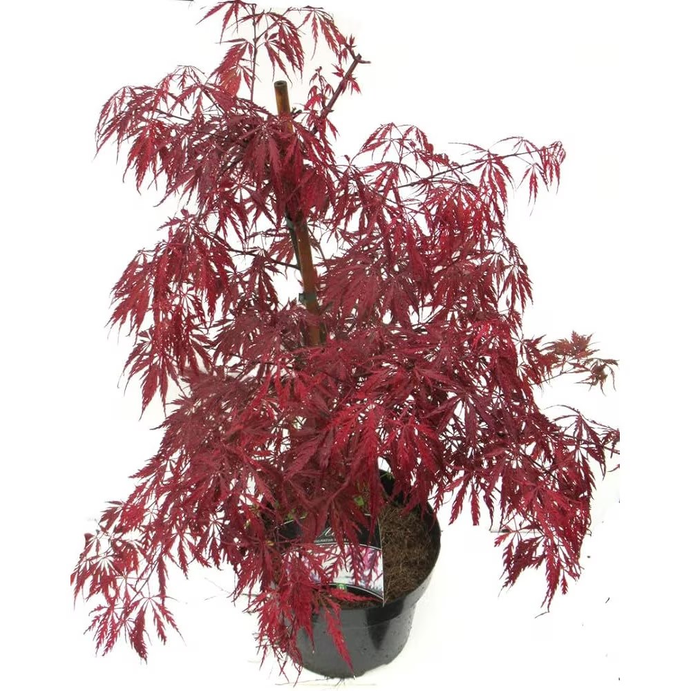 Arțar japonez Garnet pe tulpină - STEM / (Acer palmatum Garnet)