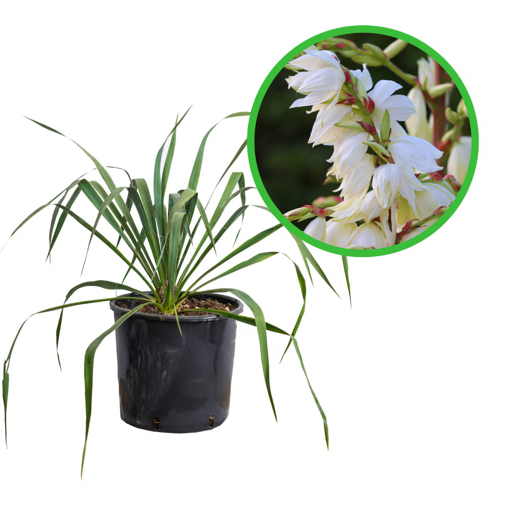Yucca de grădină - C. 2L / (Yucca filamentosa)